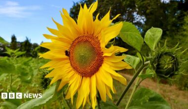 Close up of a sunflower in full bloom, with one in bud beside it. The background is of foliage, slightly out of focus, under a blue sky.