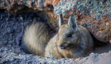 “You’re looking at one of the wildest landscapes on Earth and watching a species that almost nobody has ever studied.“
