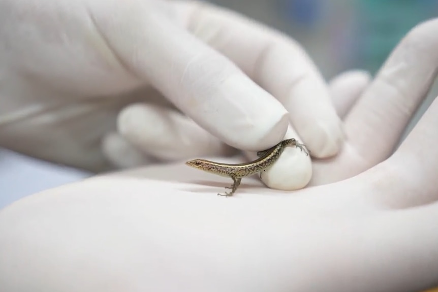A two gloved hands holding a small skink