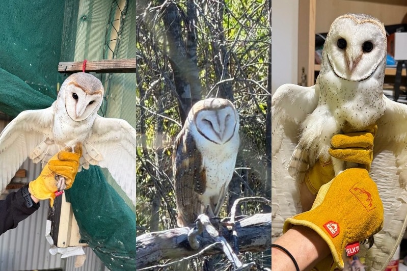 Three pictures a spliced together, each of a different barn owl. Two owls are held by a handler wearing yellow gloves.