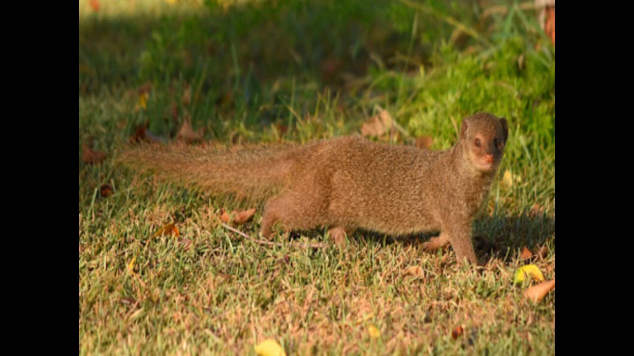 Feral small Indian mongoose (Urva auropunctata) running in Kailua-Kona, Hawaii Is., Hawaii, United States. Image Credit: Wikimedia Commons Feral small Indian mongoose