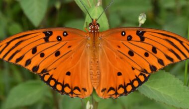 Some tropical butterflies live surprisingly long lives. Is it their high-protein diet?