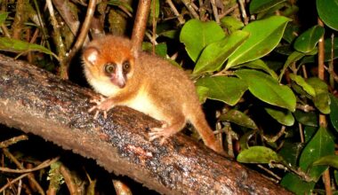 Invasive rats are stopping small mammals from returning to Madagascar’s regenerating forests – study