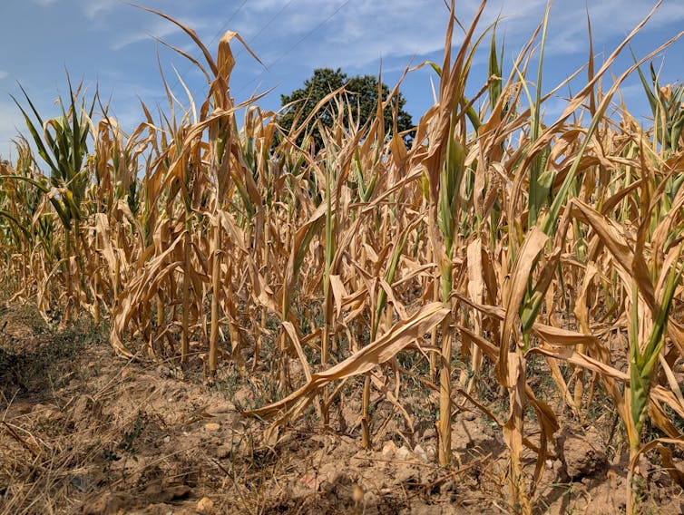 corn field in bad health, heat impact on crops.