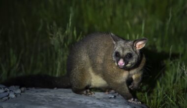 Listening to the bush: how AI can help NZ rid its wilderness of ‘hold-out’ pest possums
