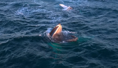 Videos capture humpback whales stopping to snack as they migrate along Australia’s coast