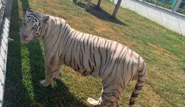 Tigers, jaguars, bison among 135 exotic and endangered animals found in raid on fuel smugglers near U.S. border