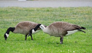 Over a thousand invasive Canada geese eggs addled last year in RDN