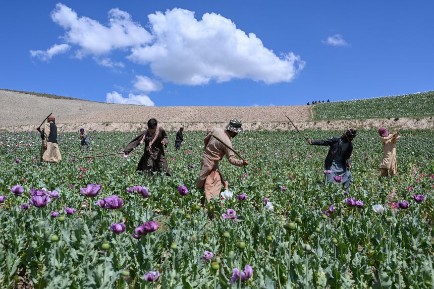 Taliban security personnel destroy a poppy plantation in the Yaftal Sufla district of the Badakhshan province in Afghanistan, on May 4, 2026.
