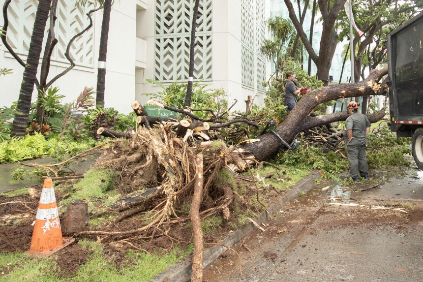 Workers cut a fallen tree into pieces in front of the Hawaii Convention Center, knocked down from rain and wind from Hurricane Lala, in Honolulu, on August 16.