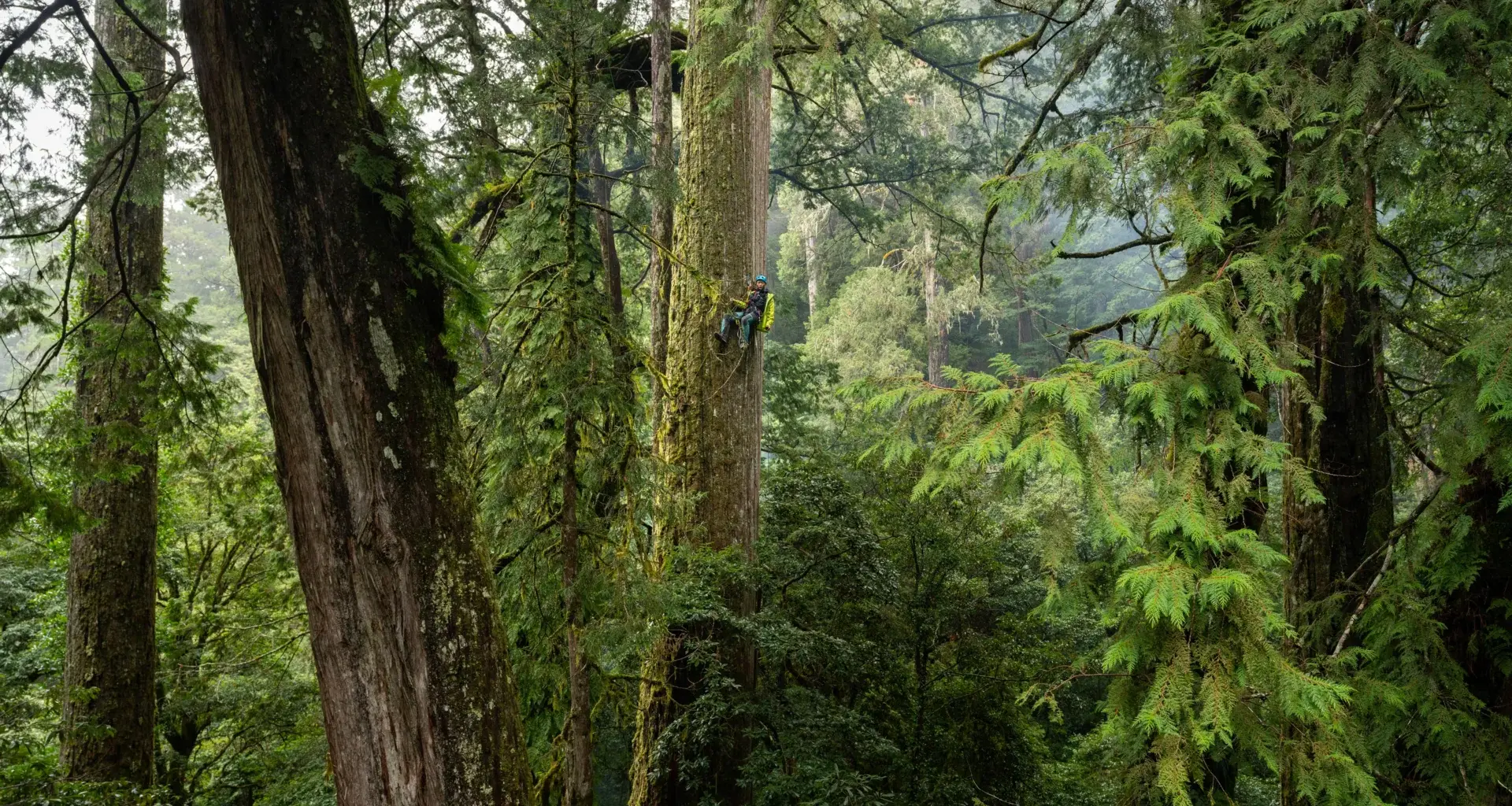 Scientists went looking for giant trees in Taiwan and found a lost world