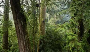 Scientists went looking for giant trees in Taiwan and found a lost world
