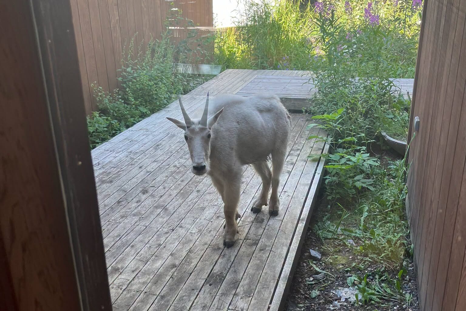 Mountain goat plays house near Cochrane