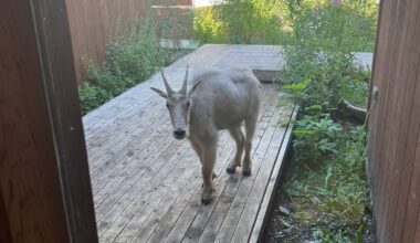 Mountain goat plays house near Cochrane