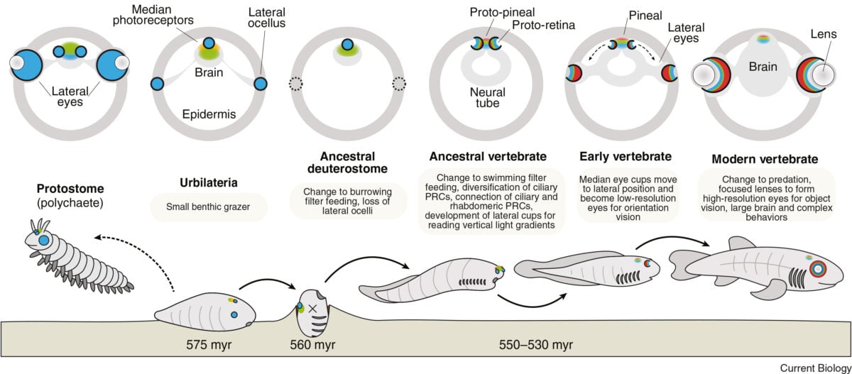 Cross-section diagrams of likely photoreceptor (PRC) and eye structures in the heads of ancestral bilaterians (top), with presumed ancient lifestyles (bottom).