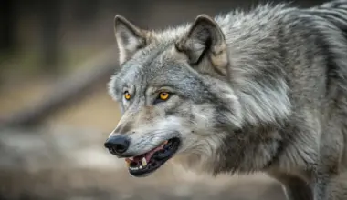 Scientists tracked 4,500 animals and found a surprising human effect