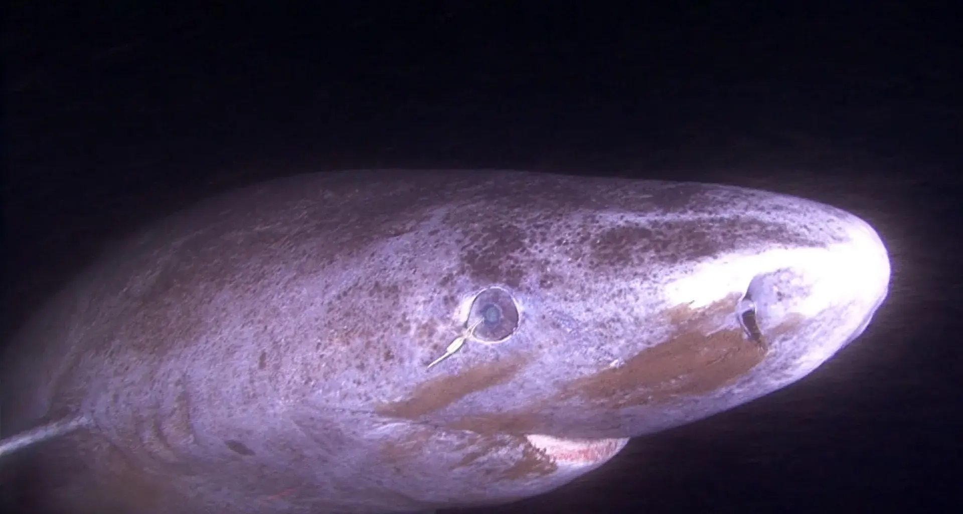 This shark can live 400 years. Its eyes barely seem to age