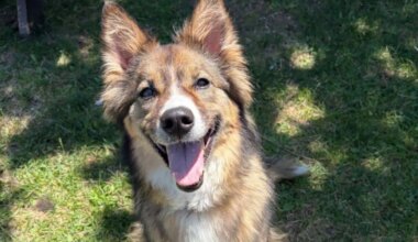 Overcrowded Mississauga animal shelter cuts adoption fees for dogs and cats