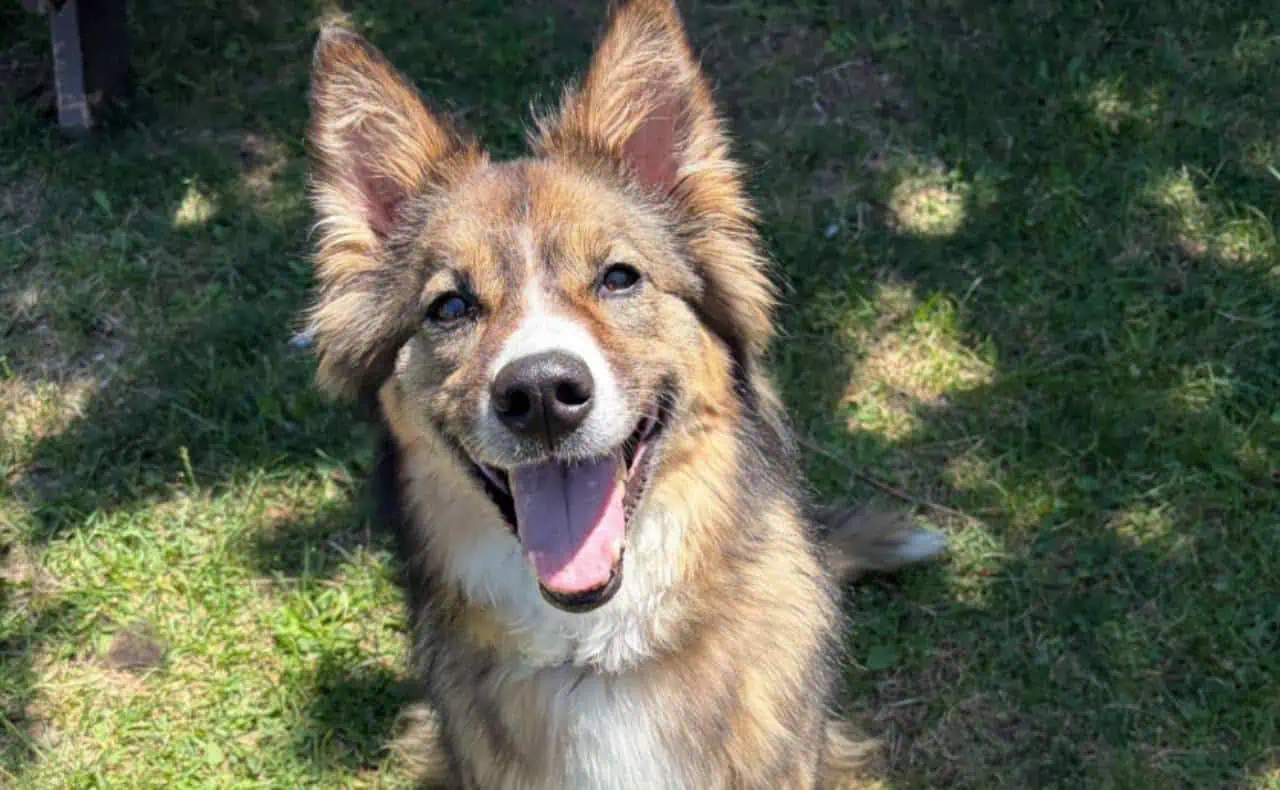Overcrowded Mississauga animal shelter cuts adoption fees for dogs and cats