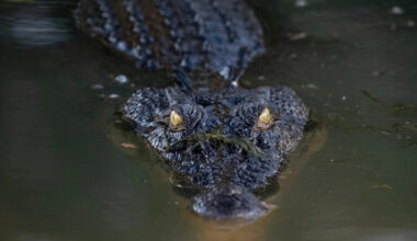 Meet the Biggest Saltwater Crocodile Known to Science