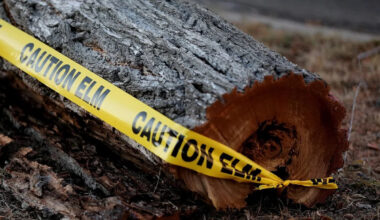 Edmonton confirms four new cases of Dutch elm disease; total now up to 14 trees
