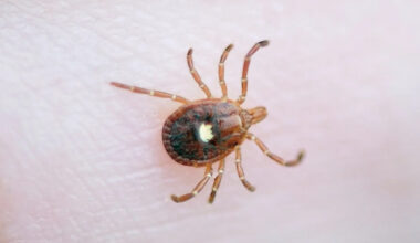 First Case of Bourbon Virus, Which Is Untreatable and Potentially Fatal, Confirmed in New York
