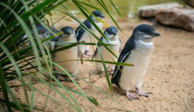 Australia’s little penguin colony could lose up to 40% of population to bird flu
