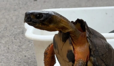 Why you shouldn't bring a native turtle home