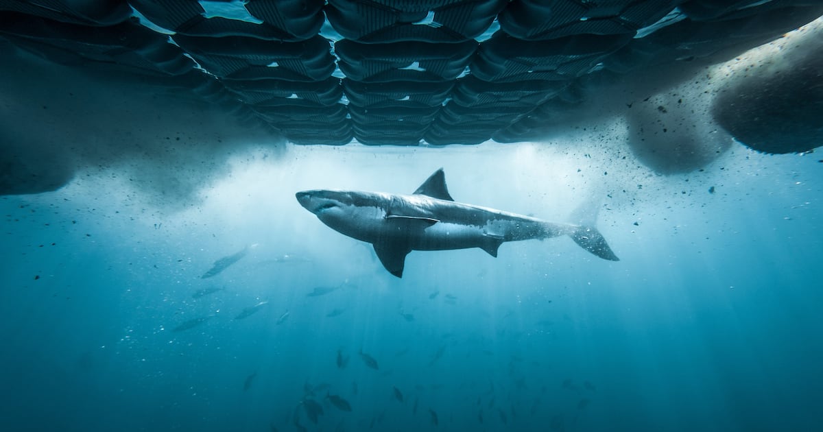 Great white shark drags lifeguard underwater at Scarborough State Beach