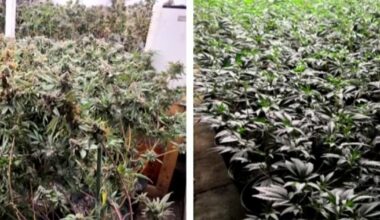 Police seize $1.5M of cannabis after illegal grow operation busted in Brampton – CP24