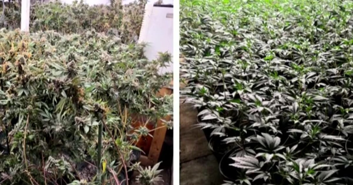 Police seize $1.5M of cannabis after illegal grow operation busted in Brampton – CP24