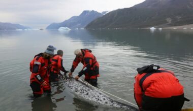 How narwhal 'scientists' track Arctic warming