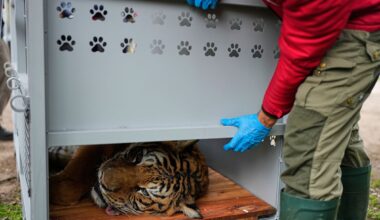 Lions and tigers begin a long-awaited rescue from a notorious Argentine zoo