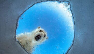 A nosy polar bear and a lucky squirrel: Wildlife Photographer of the Year 2026 shortlist