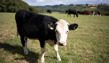 Farmers urged to vaccinate as bluetongue spreads
