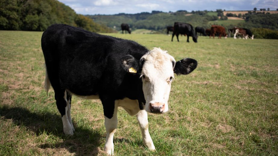 Farmers urged to vaccinate as bluetongue spreads