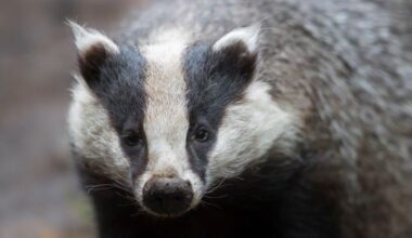 Golf club battles hungry badgers digging up greens