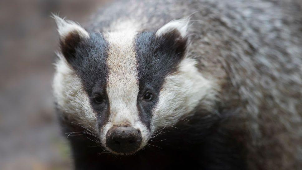 Golf club battles hungry badgers digging up greens