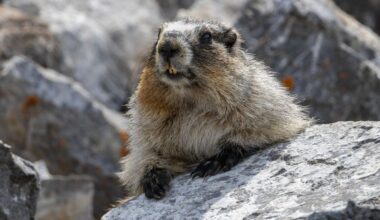 'It's pretty common': Mountain marmot hitches ride to Calgary-area home