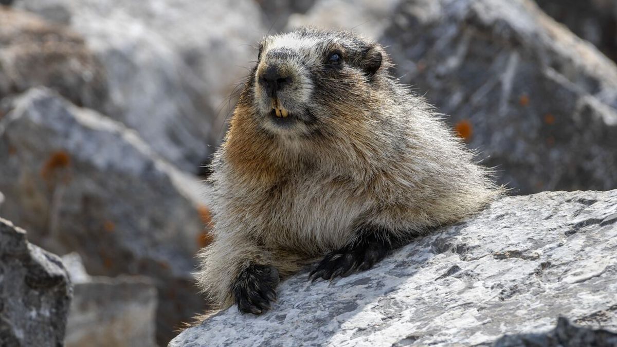 'It's pretty common': Mountain marmot hitches ride to Calgary-area home