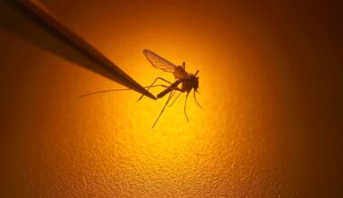 Manitoba reports 1st confirmed case of West Nile virus this season