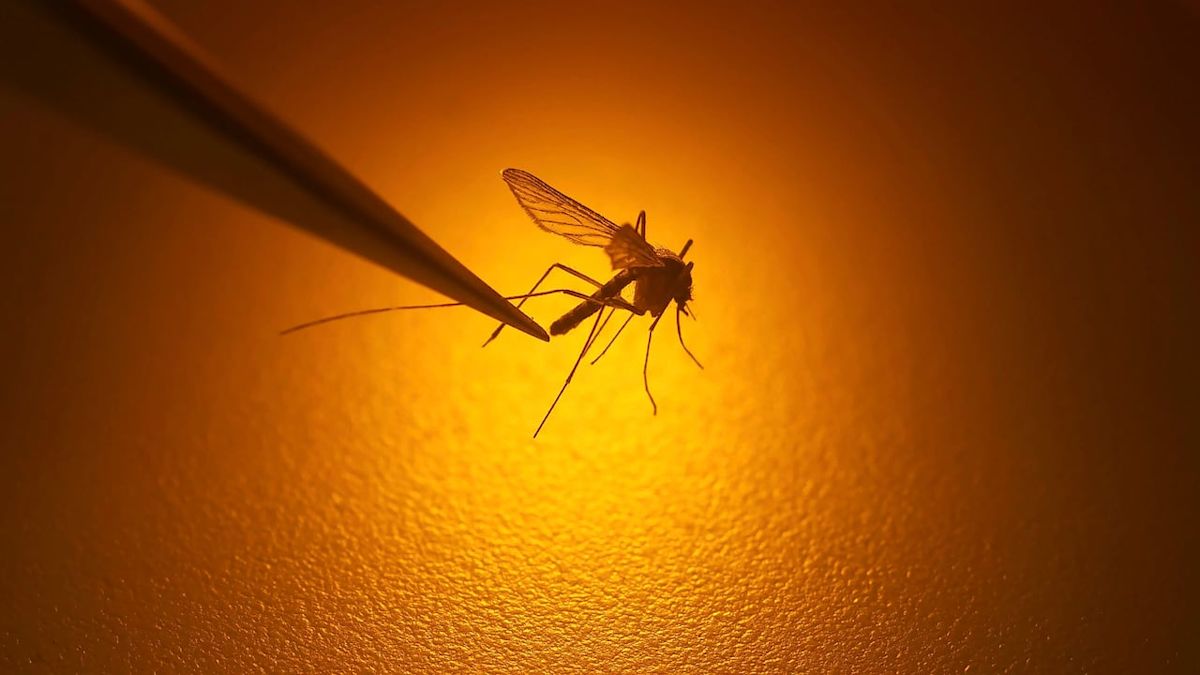 Manitoba reports 1st confirmed case of West Nile virus this season