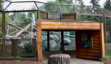 'No risk' to public safety after grizzly bear escaped enclosure, Calgary Zoo says