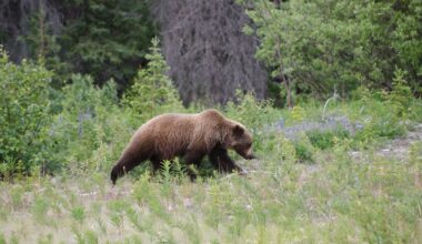 Conservation officers no longer looking for possibly predatory grizzly bear near Keno City, Yukon