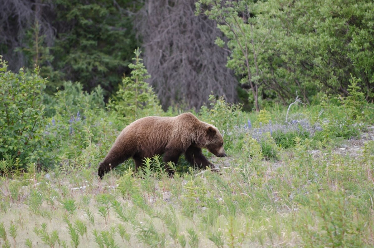 Conservation officers no longer looking for possibly predatory grizzly bear near Keno City, Yukon