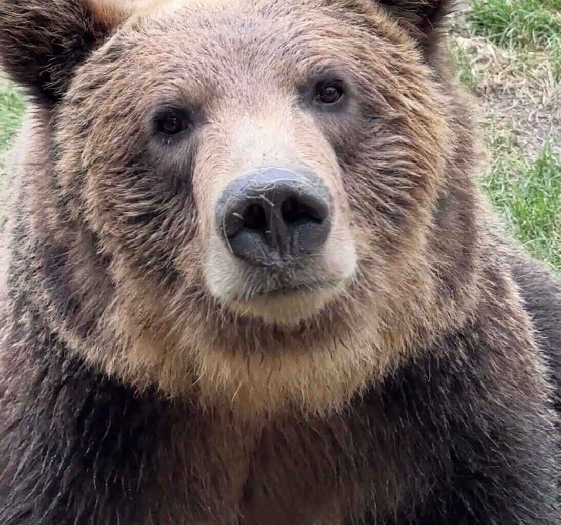 Grizzly bear escapes enclosure at Calgary Zoo
