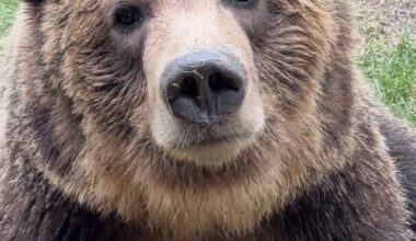 Grizzly bear escapes enclosure at Calgary Zoo