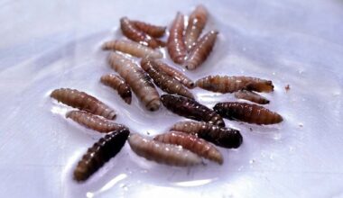 Calgary company steps up to help combat screwworm in U.S.