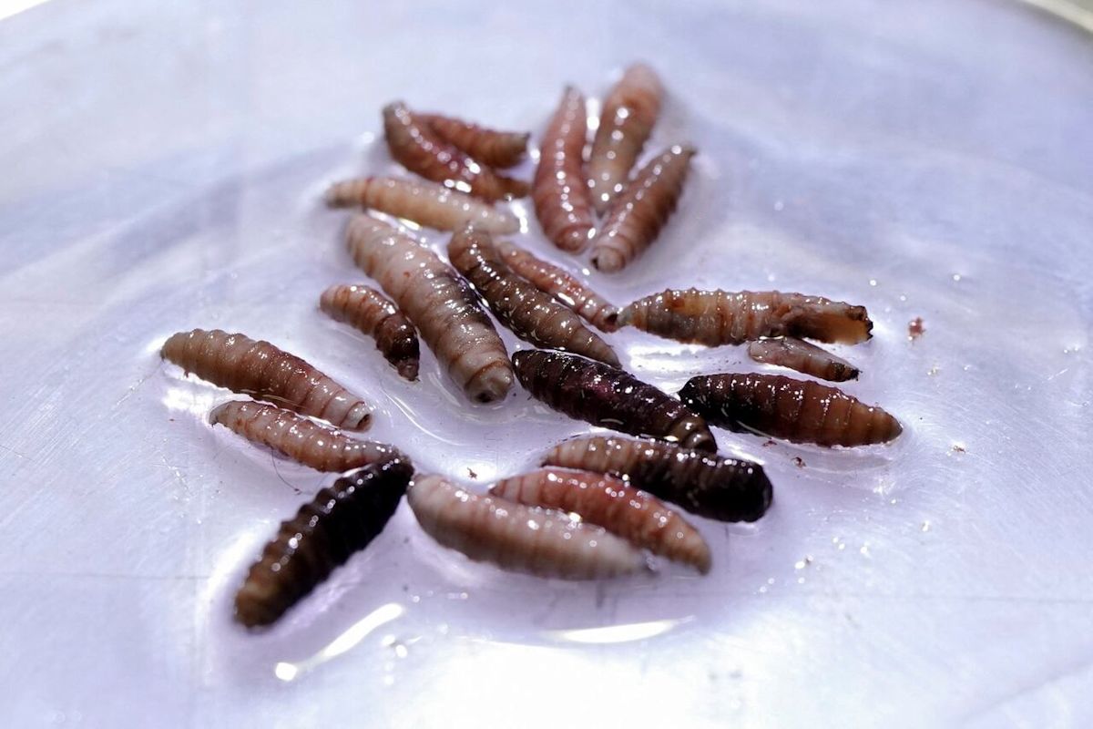 Calgary company steps up to help combat screwworm in U.S.