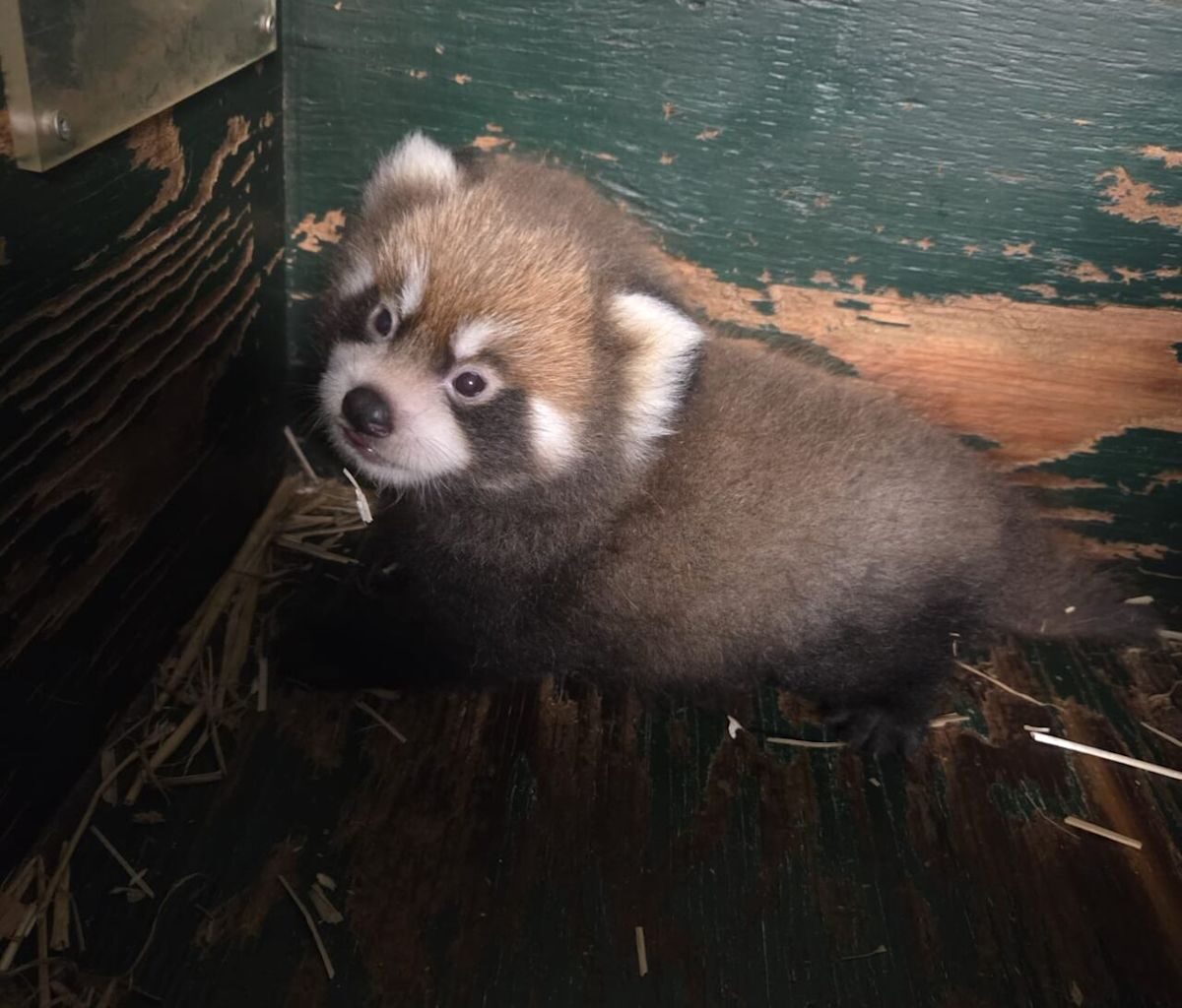Winnipeg's Assiniboine Park Zoo thrilled as red panda cub emerges